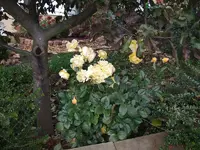 rose polygold.webp