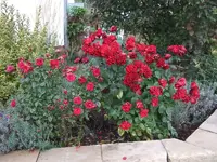 rosen rot neben lavendel.webp