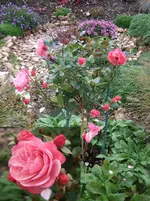 Rosenstamm.webp