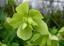 Christrosen v (1).webp