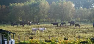 Herbstbild mit Pferden.webp