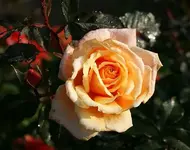 späte Caramella-Blüte_klein.webp