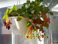 Erdbeeren reifen im Winter-Kalthaus.webp