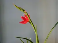 erste Spaltgriffelblüte.webp