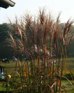 Gras blüht immer noch.webp