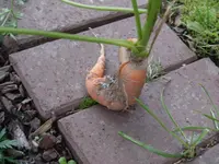 PA186132.webp