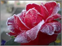 IMGP5636.webp