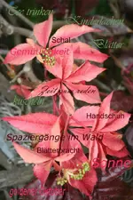 Herbstgedanken kl.webp