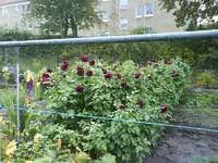 Garten 004 [800x600].webp