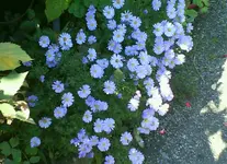 Garten 007 [800x600].webp