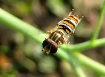 hain-schwebfliege_1.webp