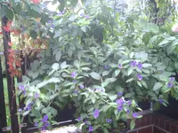 PIC00459.webp