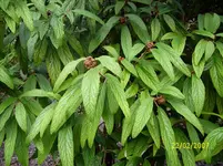 DSCI0086.webp