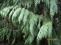 DSCI0088.webp