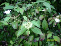 DSCI0085.webp