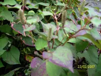 DSCI0084.webp