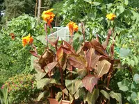 Canna Tropicana50.webp