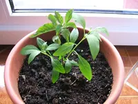DSCF4238.webp