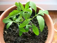 DSCF4239.webp