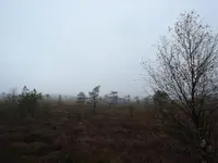 schw Moor 3.webp
