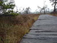 schw Moor 5.webp