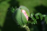 Mohn rosa 3.JPG