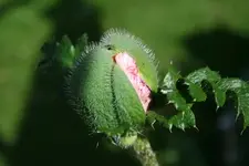 Mohn rosa 3.webp