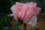 Mohn rosa 2.JPG