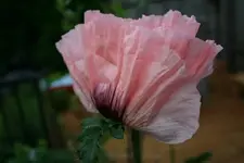 Mohn rosa 2.webp