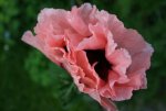 Mohn rosa.JPG