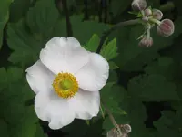 040.webp