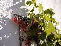 5078647722_e8e631b39c_b.webp