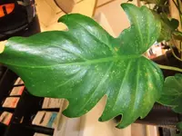 DSCF0654_Xandu.webp
