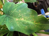 DSCF0655_Xandu_2.webp