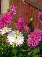 JD500262.webp
