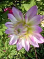JD500265.webp