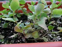 SAM_0615.webp