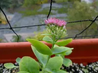 SAM_0617.webp