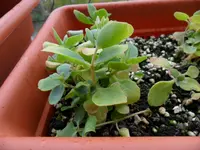 SAM_0618.webp