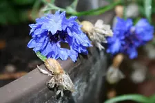Kornblume.webp