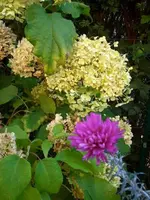 Annabelle+Aster.webp