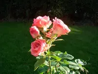 CIMG5691.webp