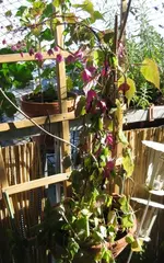 Rosenkelch (3).webp