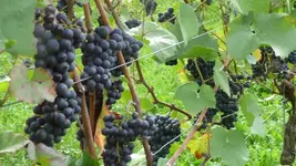 K800_Cochem 696.webp