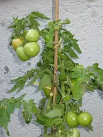 IMG_1294.webp