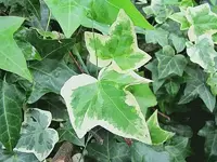 Oktober 10 350v.webp