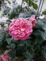DSCF5522.webp
