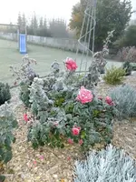 DSCF5524.webp