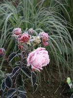 DSCF5528.webp