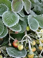 DSCF5531.webp